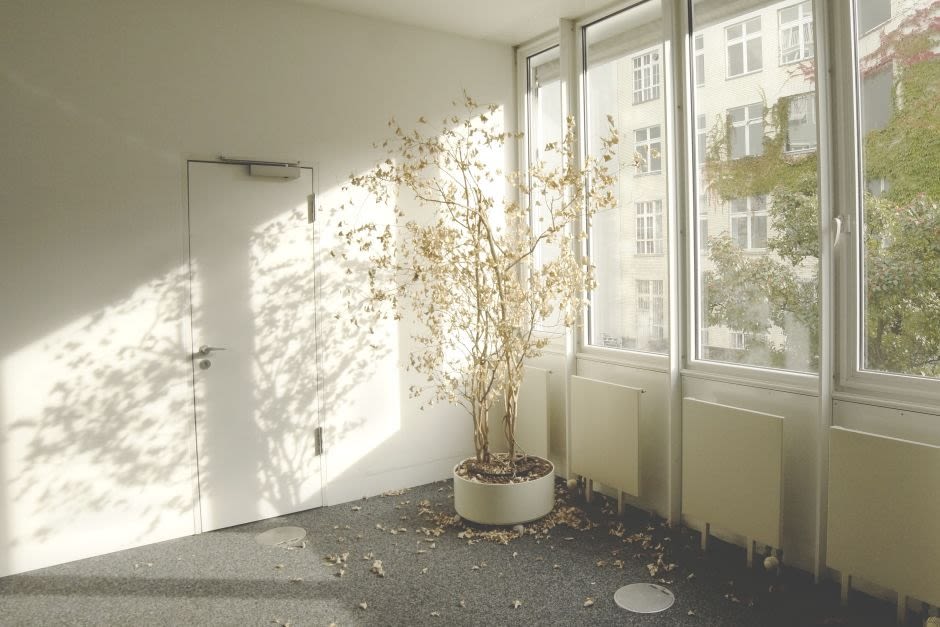 vertrockneter Baum im leeren Büro
