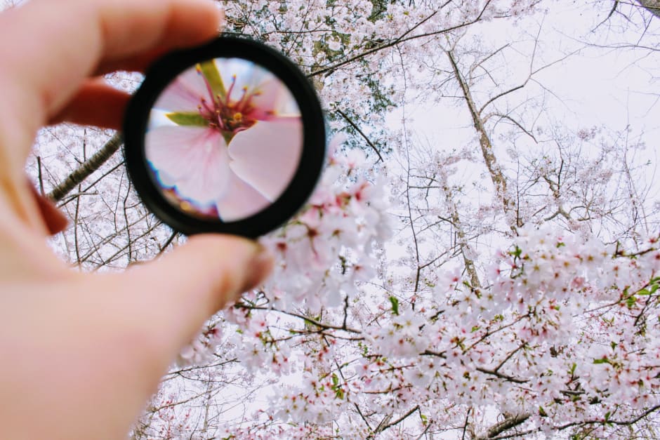 Magnifying glass on a blossom