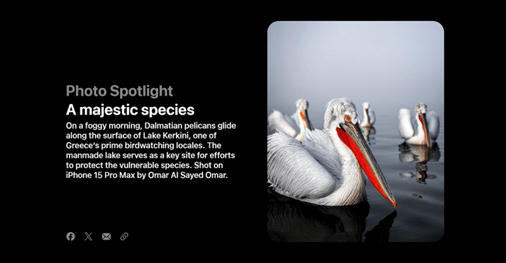 Four Dalmatian pelicans sat on a body of water